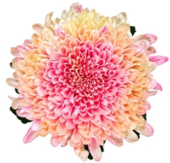 Chrysanth Single Tutu 70cm 100gr.