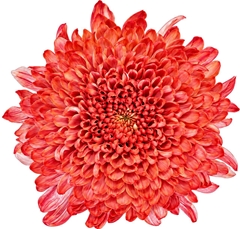 Chrysanth Single Tutu 70cm 100gr.