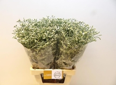 Limonium Sinense China White 70cm 40gr.