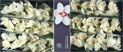 Cymbidium Antonella 80cm