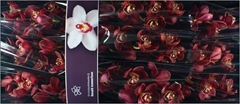 Cymbidium Lucifer 60cm