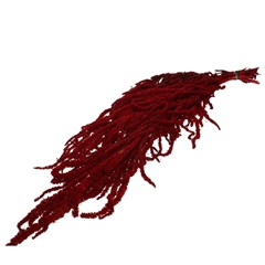 Dried Flowers Amaranthus Hanging 70cm X5