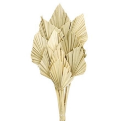Dried Flowers Palm Spear 50cm X10