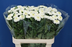 Chrysanth Single Ping Pong 80cm 70gr.