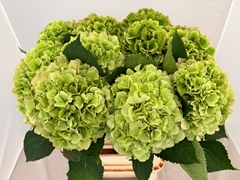 Hydrangea Verena Classic 80cm 20-22cm Hd