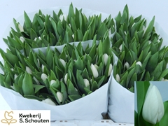 Tulip Single Royal Virgin 30cm 30gr.