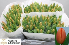 Tulip Single Orange Juice 35cm 30gr.