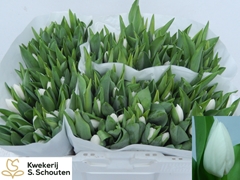 Tulip Single Royal Virgin 30cm 28gr.