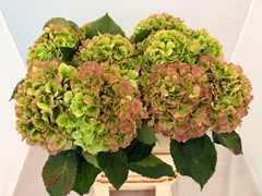 Hydrangea Verena Classic 80cm 20-22cm Hd
