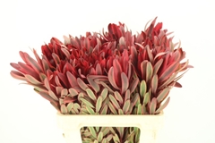 Leucadendron Jester 60cm