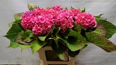 Hydrangea Bodensee Pink 55cm 10-12cm Hd