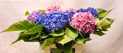 Hydrangea Mix 55cm 10-12cm Hd
