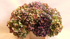 Hydrangea Bodensee Classic 35cm 14-16cm Hd