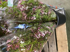 Trachelospermum Jasminoides Per Bunch 70cm