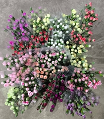 Dianthus Spray Mix 65cm