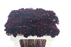 Cosmos Atrosanguineus Black Beauty 50cm