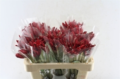 Nerine Lydia 50cm