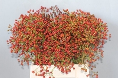 Rosa Prinsberry Fire 60cm