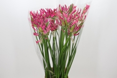 Nerine Pink Spunky 90cm