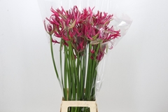 Nerine Minerva 85cm