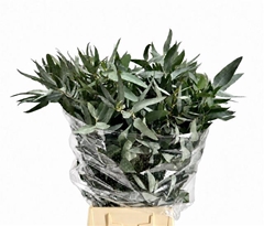 Eucalyptus Gloria Per Bunch 50cm 150gr.