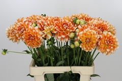 Dahlia Hapet Harmony 60cm