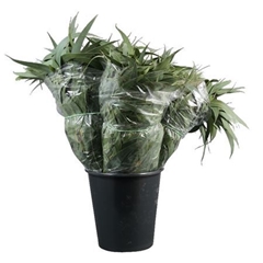 Eucalyptus Lancet Per Bunch 55cm