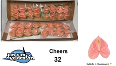 Anthurium Cheers 11cm Hd