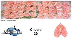 Anthurium Cheers 9cm Hd