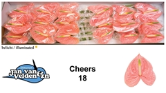 Anthurium Cheers 13cm Hd