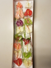 Anthurium Mix 11cm Hd
