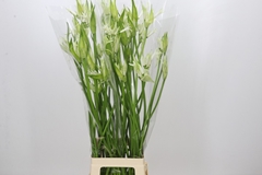 Nerine Like A Virgin 85cm