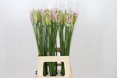 Nerine Berenice 70cm