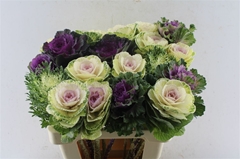 Brassica Mix 60cm