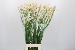 Nerine Bicolor Bionce 85cm