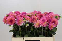 Dahlia Esli 55cm