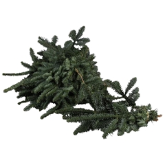 Nobilis Per Bunch