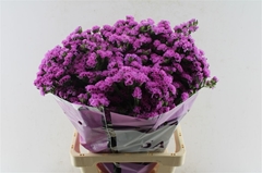 Limonium Sinuatum Rosa Sun Birds 70cm 90gr.