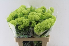 Viburnum Opulus Roseum 60cm 3-hd