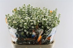 Aster Paquita 80cm 35gr.