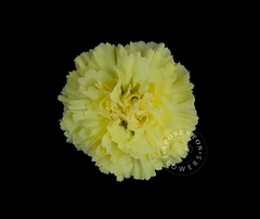 Dianthus Single Hermes 65cm