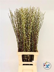 Salix Wilgenkatjes 100cm