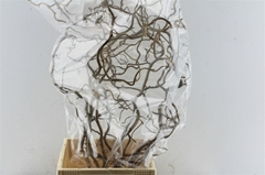 Corylus Contorta 90cm 2-year