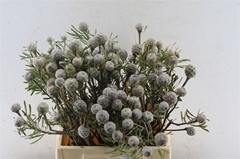 Leucadendron Galpinii 40cm