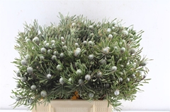 Leucadendron Galpinii 40cm