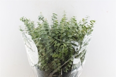 Eucalyptus Baby Blue Per Bunch 50cm 150gr.