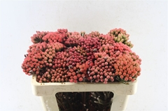 Brunia Laevis Red 50cm 23+