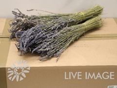 Lavandula Painted Dark Blue Per Bunch 50cm
