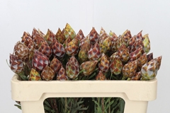 Leucadendron Rubrum 50cm
