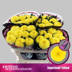 Chrysanth Single Superbowl Yellow 70cm 85gr.